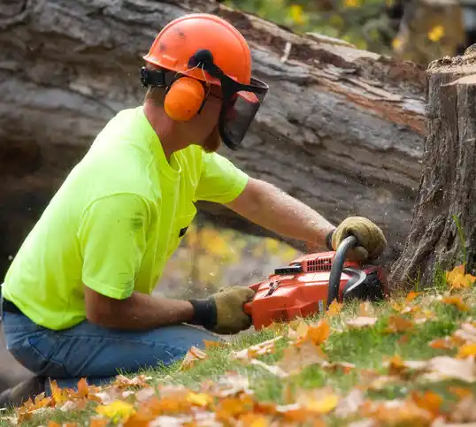 tree services Plainedge